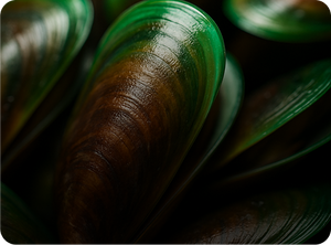 Green-Lipped Mussels