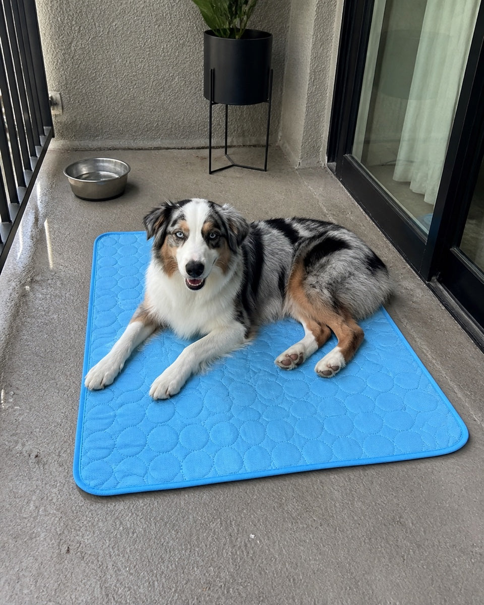 Australian shepherd resting on a blue Froloft cooling mat on a shaded balcony