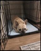Customer photo of a dog using the Froloft mat while traveling